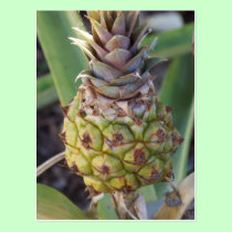 Baby Pineapple postcards