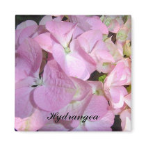 Baby Pink Hydrangea magnet by seashell2 Baby Pink Hydrangea magnet