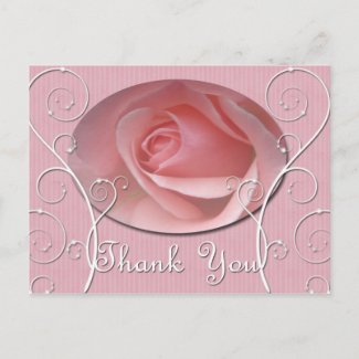 Baby pink Rose Thank you Postcard postcard