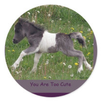 Baby Pinto Mini Horse Stickers