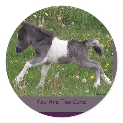 Baby Pinto Mini Horse Stickers by RookyStudios
