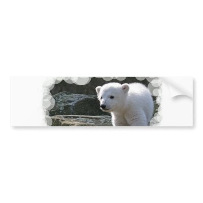 Baby Polar Bear Bumper Sticker by WildlifeAnimals