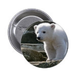 polar bear, polar bear cub, bear cub, polar, bear, zoo, animal, white bear, white polar bear, arctic bear, arctic, cub, cubs, bear cubs, mammal, bears