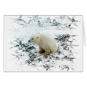 baby polar bear cards