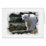 polar bear, polar bear cub, bear cub, polar, bear, zoo, animal, white bear, white polar bear, arctic bear, arctic, cub, cubs, bear cubs, mammal, bears