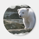 polar bear, polar bear cub, bear cub, polar, bear, zoo, animal, white bear, white polar bear, arctic bear, arctic, cub, cubs, bear cubs, mammal, bears
