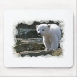 polar bear, polar bear cub, bear cub, polar, bear, zoo, animal, white bear, white polar bear, arctic bear, arctic, cub, cubs, bear cubs, mammal, bears