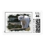 Baby Polar Bear Postage Stamp