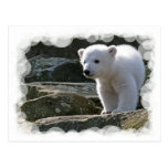 Baby Polar Bear Postcard