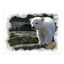 Baby Polar Bear Postcard