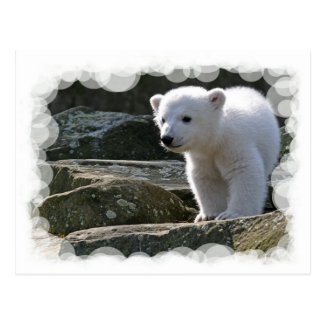Baby Polar Bear Postcard