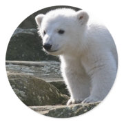 Baby Polar Bear STicker sticker