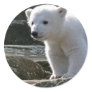 Baby Polar Bear STicker