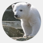 polar bear, polar bear cub, bear cub, polar, bear, zoo, animal, white bear, white polar bear, arctic bear, arctic, cub, cubs, bear cubs, mammal, bears