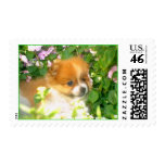 Baby Pomeranian - Customized Postage Stamps