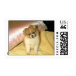 Baby Pomeranian Stamps