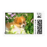 Baby Pomeranian postage
