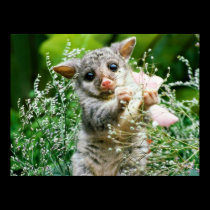 Baby Possum Caught Picking Flowers Poster posters