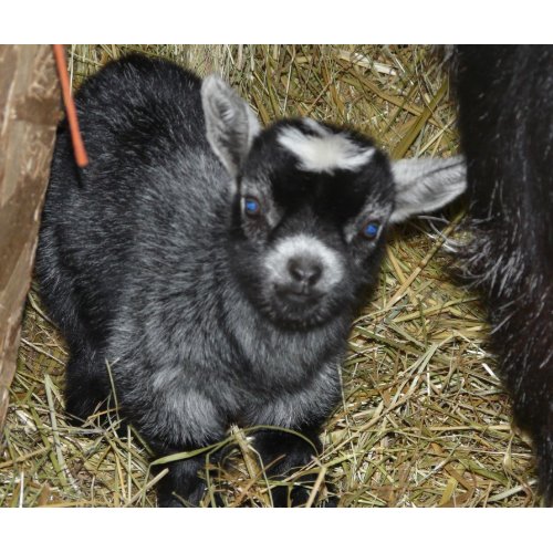 Baby Pygmy Goat mousepad