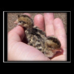 Baby Quail postcards
