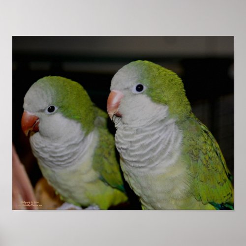Baby Quaker Parrot Pair #2 Poster Print print