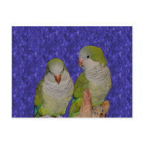 Baby Quaker Parrot Pair Animal Postcard