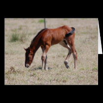 Baby Quarterhorse #2 cards