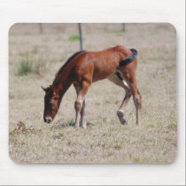 Baby Quarterhorse #2 mousepads