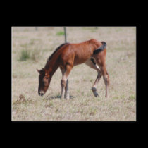 Baby Quarterhorse #2 postcards