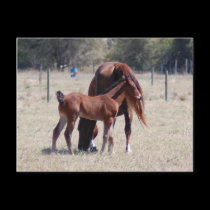Baby Quarterhorse postcards
