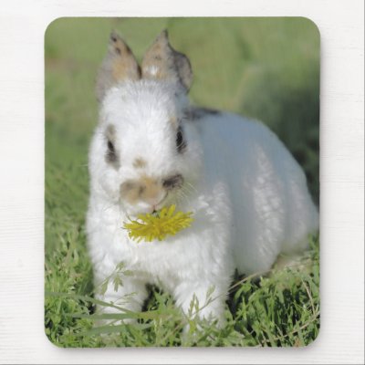 Baby Rabbit Eating Flower Mousepads by oinkpix