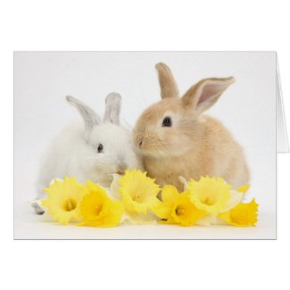 Baby Rabbits and Daffodil Flowers Card