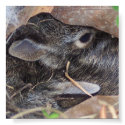 Baby rabbits poster posters