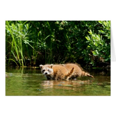 Baby Raccon note cards by shellmart