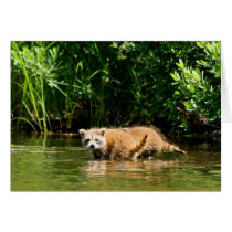 Baby Raccon note cards