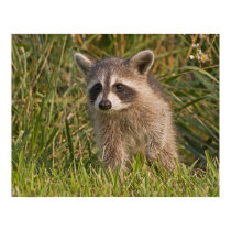 Baby Raccoon 2 posters