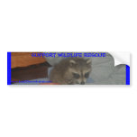 BABY RACCOON BUMPER STICKER