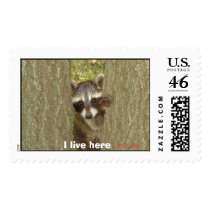 Baby Raccoon, I live here postage by Ebiskis Baby Raccoon, I live here postage