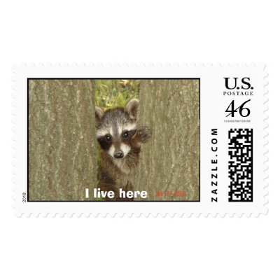 Baby Raccoon, I live here Postage Stamps by Ebiskis