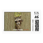 Baby Raccoon, I live here postage