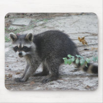 Baby Raccoon Mousepad