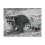 Baby Raccoon Postcard