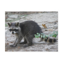 Baby Raccoon Postcard