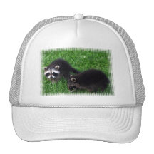 Baby Raccoons Baseball Hat