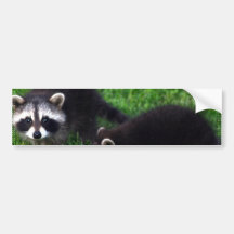 Baby Raccoons Bumper Stickers