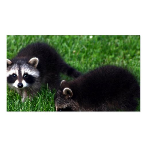 Baby Raccoons Business Cards (back side)