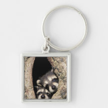 Baby raccoons in tree cavity Procyon Keychain
