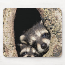 Baby raccoons in tree cavity Procyon Mouse Pads