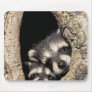 Baby raccoons in tree cavity Procyon Mouse Pads
