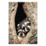 Baby raccoons in tree cavity Procyon